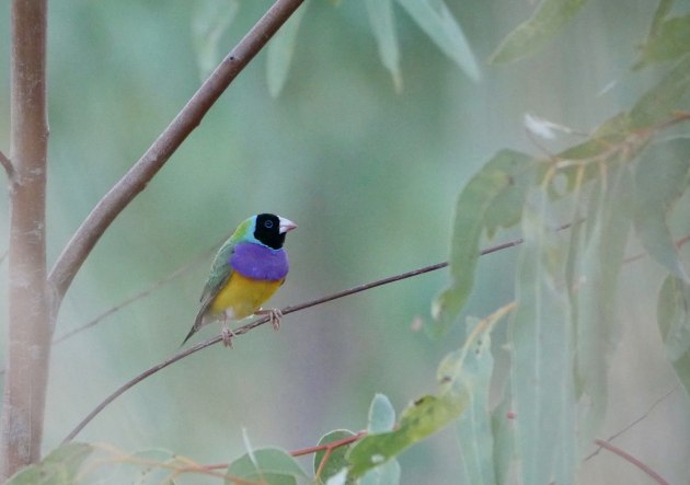 Young photographer 10-13 years Category, Wild Gouldian, Ty Watson.