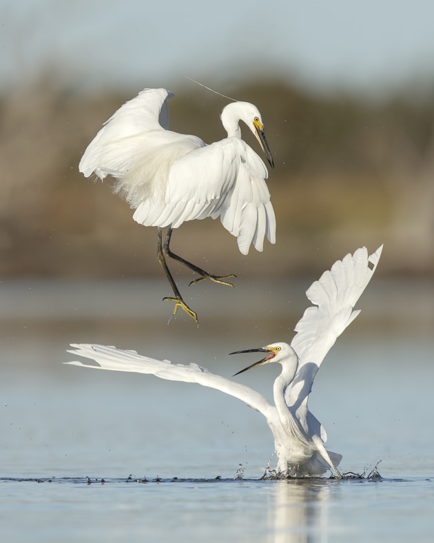 Slight disagreement by Shelley Pearson won top prize in the Bird Behaviour category in 2018