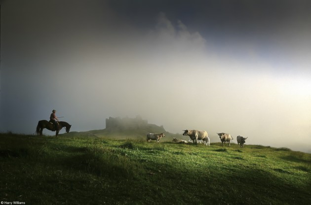 Food in the Field, Harry Williams, United Kingdom. 'Farmer with his Longhorn cattle'. Farmer on horseback tending his rare breed longhorn cattle in the shadow of a dramatic castle.