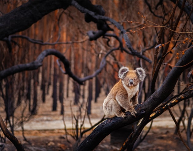 Resilience by Julie Fletcher. Terrestrial Wildlife Finalist, Kangaroo Island, South Australia. In 2018, Australia experienced its third-hottest year on record—temperatures that, coupled with historic droughts, created prime conditions for bushfires. For slow-moving koalas (Phascolarctos cinereus), the odds of surviving fast-burning blazes like these are slim. Which made photographer Julie Fletcher’s discovery on this day all the more surprising. Having set out to document the desolate, fire-ravaged forests on Kangaroo Island off South Australia, Fletcher watched as the determined koala, its fur tinged burnt sienna, climbed a tree and began to munch charred, crispy leaves. “He was watching me the whole time,” she says, “with an intensity that told the story.