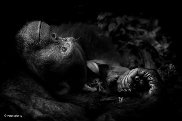 Contemplation
Peter Delaney, Ireland/South Africa
Winner 2017, Animal Portraits
Totti couldn’t have tried harder. For more than an hour, he posed, gestured and called to entice one particular female down from the canopy, but nothing worked. The object of his desire ignored him. Peter, too, was frustrated. He had spent a long, difficult morning tracking the chimpanzees – part of a troop of some 250 – through Uganda’s Kibale National Park. It was humid, the ground was wet and the dense undergrowth meant that, whenever he did catch up with the chimpanzees, all he got was tantalizing glimpses as they swung from tree to tree. ‘Photographing in a rainforest with dim light and splashes of sunlight means your exposure settings are forever changing. Keeping my camera at its optimum ISO setting meant low shutter speeds, and as the park authorities don’t allow tripods and monopods, getting a sharp image with a hand‑held camera was a challenge,’ he says.