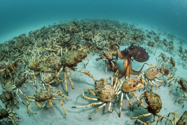 Crab surprise
Justin Gilligan, Australia
Winner 2017, Behaviour: Invertebrates
page 3 of 6
Out of the blue, an aggregation of giant spider crabs the size of a football field wandered past. Known to converge in their thousands elsewhere in Australian waters – probably seeking safety in numbers before moulting – such gatherings were unknown in Mercury Passage off the east coast of Tasmania. Justin was busy documenting a University of Tasmania kelp transplant experiment and was taken completely by surprise. A single giant spider crab can be hard to spot – algae and sponges often attach to its shell, providing excellent camouflage – but there was no missing this mass march-past, scavenging whatever food lay in their path on the sandy sea floor. ‘About 15 minutes later, I noticed an odd shape in the distance, moving among the writhing crabs,’ says Justin. It was a Maori octopus that seemed equally delighted with the unexpected bounty.