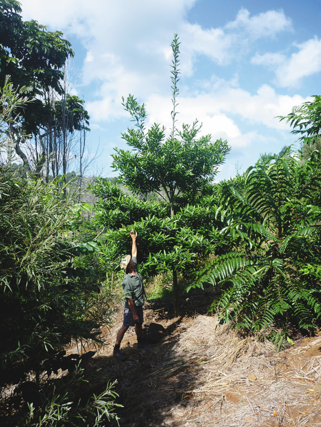 Kenway-plantation.jpg