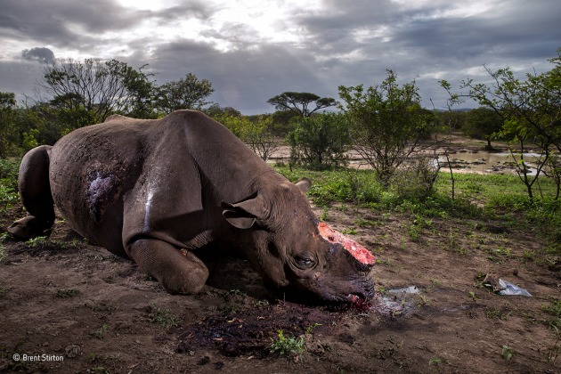 Memorial to a species
Brent Stirton, South Africa
Grand title winner 2017
(Also winner of The Wildlife Photojournalist Award: Story category)
The killers were probably from a local community but working to order. Entering the Hluhluwe Imfolozi Game Reserve at night, they shot the black rhino bull using a silencer. Working fast, they hacked off the two horns and escaped before being discovered by the reserve’s patrol. The horns would have been sold to a middleman and smuggled out of South Africa, probably via Mozambique, to China or Vietnam. For the reserve, it was grim news, not least because this is where conservationists bred back from near extinction the subspecies that is now the pre-eminent target for poachers, the southern white rhino. For the photographer, the crime scene was one of more than 30 he visited in the course of covering this tragic story. Canon EOS-1DX + 28mm f2.8 lens; 1/250 sec at f9; ISO 200; flash.