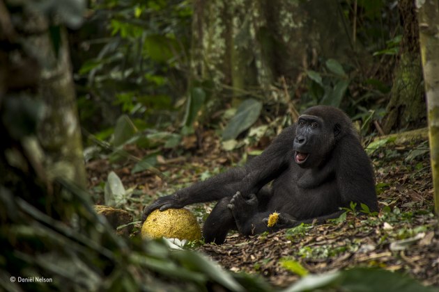 The good life, Daniël Nelson, The Netherlands, Grand title winner 2017, Young Wildlife Photographer of the Year, (Also winner of the 15-17 years old category). Daniël met Caco in the forest of Odzala National Park in the Republic of Congo. A three‑hour trek through dense vegetation with skilled trackers led him to where the 16‑strong Neptuno family was feeding and to a close encounter with one of the few habituated groups of western lowland gorillas. In the wet season they favour the plentiful supply of sweet fruit, and here Caco is feasting on a fleshy African breadfruit. Caco is about nine years old and preparing to leave his family. He is putting on muscle, becoming a little too bold and is often found at the fringe of the group. He will soon become a solitary silverback, perhaps teaming up with other males to explore and, with luck, starting his own family in eight to ten years’ time. Western lowland gorillas are critically endangered, threatened by illegal hunting for bushmeat.