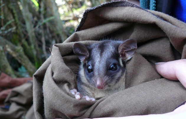 The-habitat-of-the-Leadbeaters-possum-is-in-danger-of-collapsing-Dan-Harley.jpg