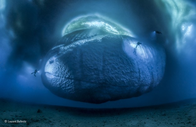 The ice monster
Laurent Ballesta, France
Winner 2017, Earth’s Environments
Laurent and his expedition team had been silenced by the magnitude of the ice blocks – mountainous pieces of the ice shelf – awed in the knowledge that only 10 per cent of their volume is ever visible above the surface. The dive team were working out of the French Dumont d’Urville scientific base in east Antarctica, recording with film and photography the impact of global warming. Ice shelves in some parts of the East Antarctic Ice Sheet are melting faster than scientists had previously assumed, threatening a movement of land ice into the sea and raising sea levels dramatically. When Laurent spotted this relatively small iceberg, he saw the chance to realize a long-held ambition – to show for the first time the underwater part.