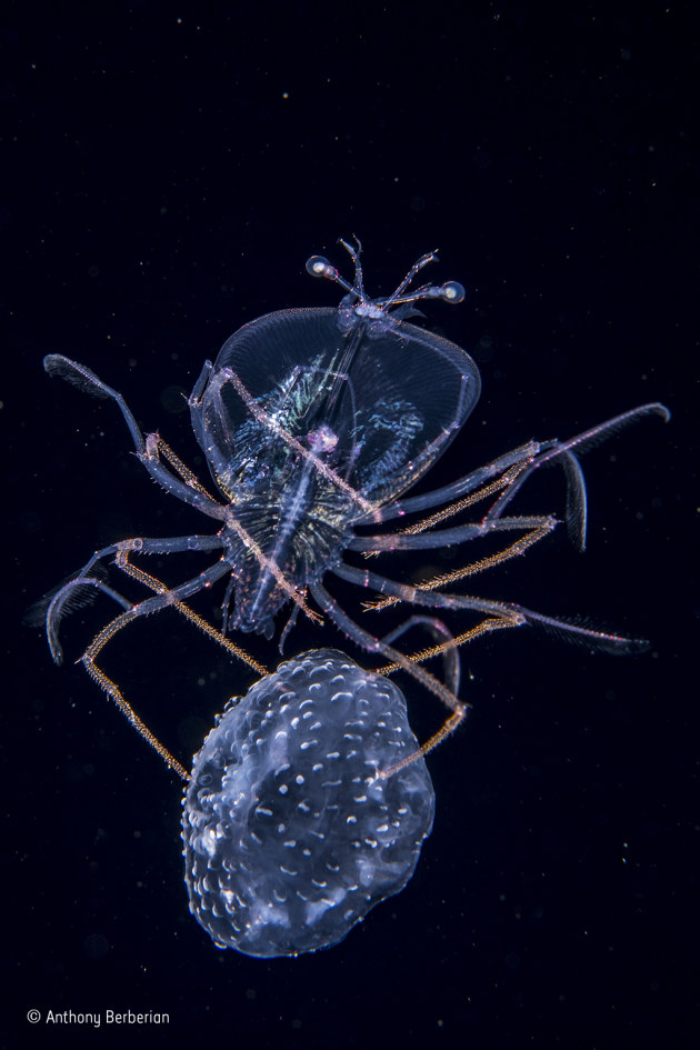 The jellyfish jockey
Anthony Berberian, France
Winner 2017, Underwater
In open ocean far off Tahiti, French Polynesia, Anthony regularly dives at night in water more than 2 kilometres (1¼ miles) deep. His aim is to photograph deep-sea creatures – tiny ones, that migrate to the surface under cover of darkness to feed on plankton. This lobster larva (on top), just 1.2 centimetres (half an inch) across, with spiny legs, a flattened, transparent body and eyes on stalks, was at a stage when its form is called a phyllosoma. Its spindly legs were gripping the dome of a small mauve stinger jellyfish. The pair were drifting in the current, the phyllosoma saving energy and possibly gaining protection from predators deterred by the jelly’s stings, its own hard shell probably protecting it from stings.