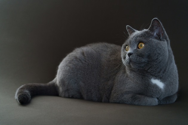 Image: Tomizo Sakaida/Tamron