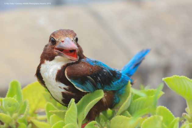 © Abu Galy / Comedy Wildlife Photo Awards 2019