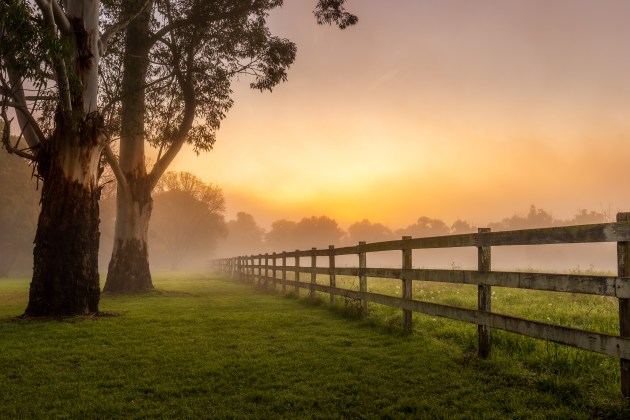 © Adam Wolsey - Foggy Winter - Highly Commended