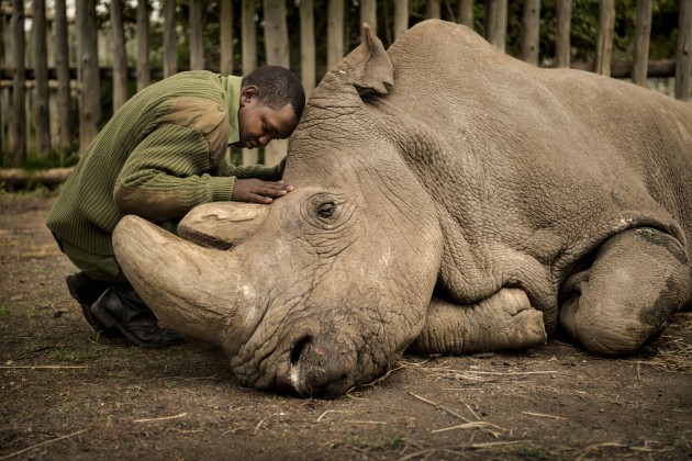 © Ami Vitale. Wildlife keeper Joseph Wachira comforts Sudan, the last living northern white rhino on the planet, moments before his death of natural causes on March 19, 2018 at Ol Pejeta Conservancy in northern Kenya. He died surrounded by love, together with the people who committed their lives to protecting him. From the moment, almost twelve years ago, when I first heard about the bold plan to airlift four of the last Northern White Rhinos from Safari Park Dvör Karlove Zoo in the Czech Republic back to Africa, until today, when Najin and Fatu, his daughter and granddaughter, are the last two remaining of their kind, this story has shaped the lives of countless dedicated keepers, scientists & conservationists.