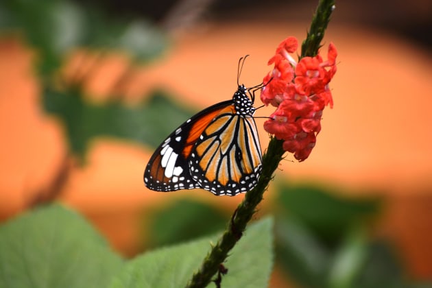 © Amol Nakve - 'From Butterfly's Garden' - People's Choice Winner