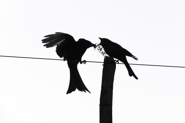 Backlit situations often provide wonderful potential for black and white wildlife images as here, where all the viewer’s attention is drawn to the birds’ behaviour. We often convert wildlife silhouettes to black and white when the sky is overcast; underexposing to punch up the contrast. 
Canon EOS-1DX MkII, Canon EF 100-400mm lens plus 1.4x extender @348mm, 1/2000s, f13, ISO 640