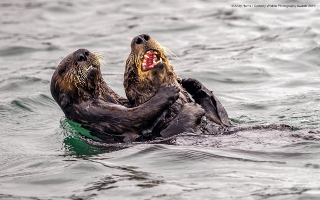 © Andy Harris / Comedy Wildlife Photo Awards 2019