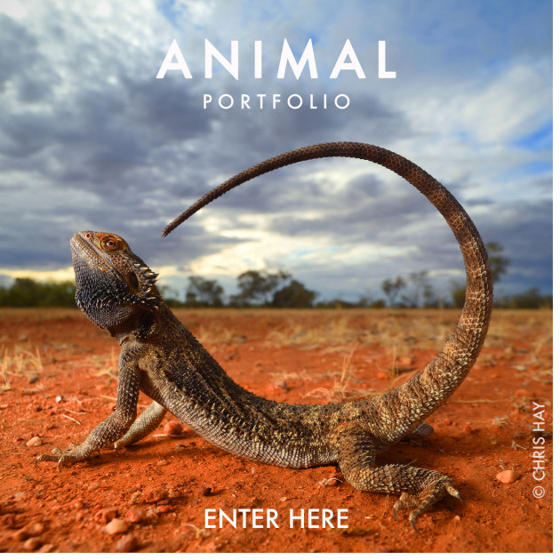 animal-enter.jpg