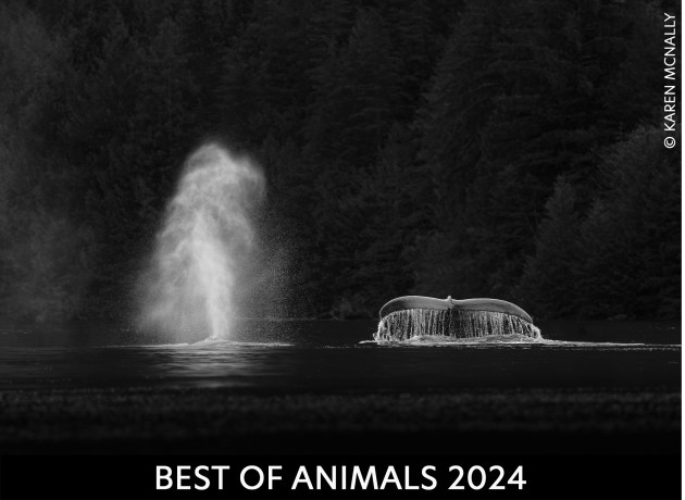 animals-2024.jpg