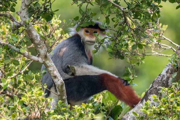 Treetop Douc. © Arshdeep Singh.