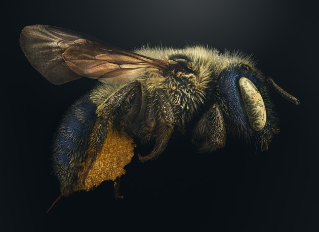 © Levon Biss. Blue calamintha bee. Notice the bright yellow under the abdomen of this bee—that’s pollen, and females of this species carry it back to their nests this way. This pollen almost certainly came from one of two species of mint plants that live, like the imperilled blue calamintha bee, in Florida’s dwindling scrub regions, and on which the bees rely. Art category.