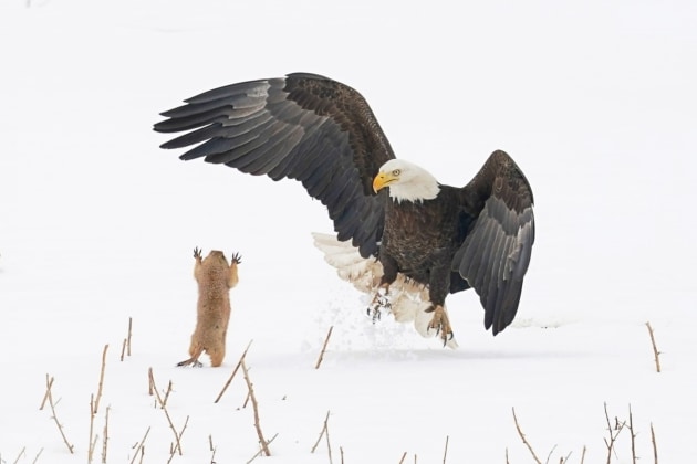 © Arthur Trevino. Bald Eagle Gets A Surprise!