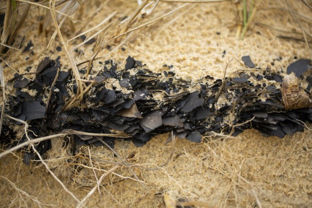 © Hilary Wardhaugh - Ash and burnt leaves in a layer on Tuross Beach 2021. One Year after the 2020 bushfires