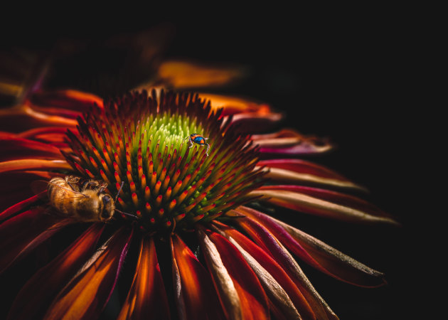 © Bala Krishnan - 'Hide and Seek' - People's Choice Winner