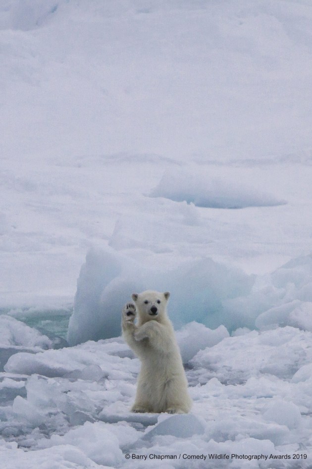 © Barry Chapman / Comedy Wildlife Photo Awards 2019