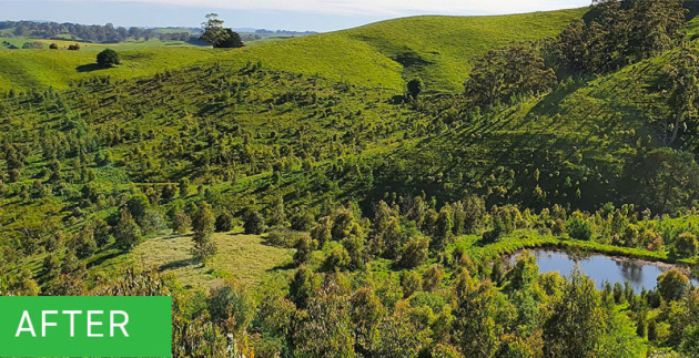 Planting forests: Spicers through Greenfleet