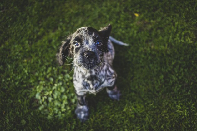 Most dogs have dark eyes, so consider using an accessory to add some illumination to their faces. This could be an on-camera or off-camera flash, but for those who prefer natural lighting, a reflector will do an excellent job. Canon R6, EF40mm f/2.8 STM lens. 1/400s @ f2.8, ISO 250.