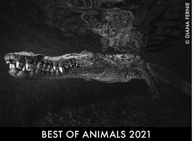 animals-20204.jpg