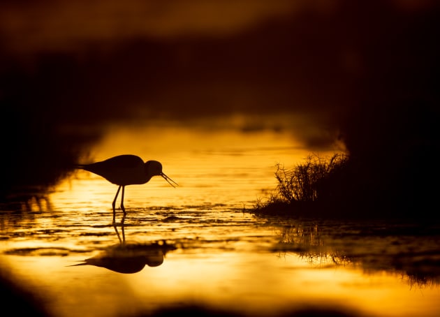 Black-winged stilt. Image: Michael Snedic