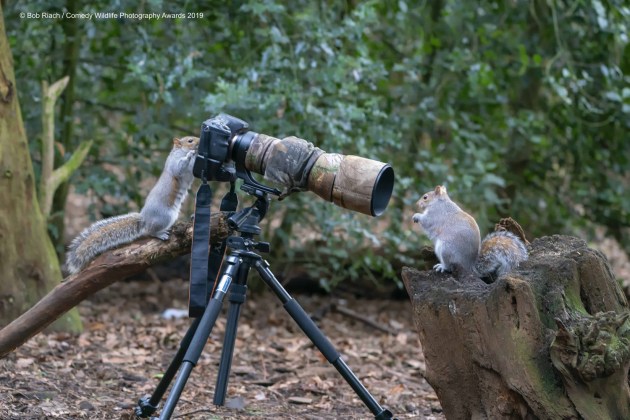 © Bob Riach / Comedy Wildlife Photo Awards 2019