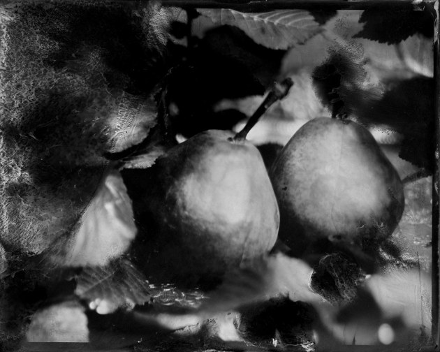 © Brence Coghill & Sharon Blance. Still Life with Pears, 2020. Wet plate collodion photograph on 4x5 inch aluminium plate with hand-induced chemical intervention made by soaking areas of the plate in solvent to loosen and release the image-forming silver layer, causing veiled forms to appear. Recently awarded an Honourable Mention at the 2020 PX3 Prix de la Photographie awards in Paris, this image was created at home during COVID-19 lockdown using found items. “When the lockdown disrupted everything and life became still, we experimented with creating disrupted still life images.”