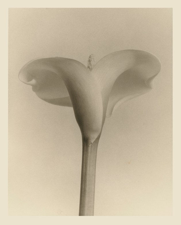 © Christopher Ireland. Cala lily. Study1. Lith. 8x10, 1 of 2.