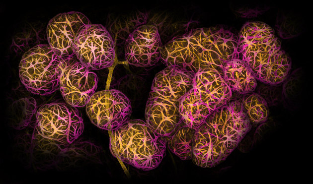 © Caleb Dawson- 'Breast Alveoli in Lactation' - Close-up Photographer of the Year 2020