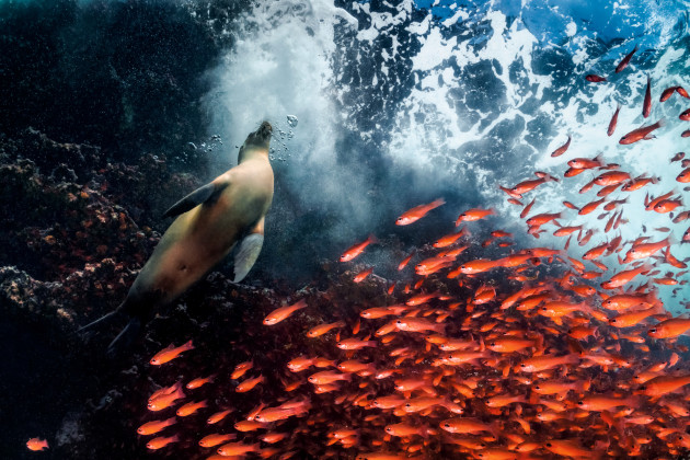 Image: Cristina Mittermeier
