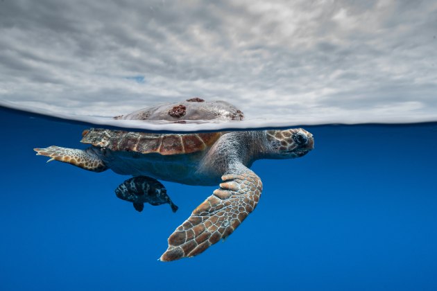 Image: Cristina Mittermeier