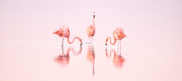 Image: Cristina Mittermeier