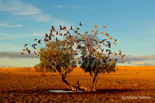 © Christian Spencer - Animal Habitat Category Winner - Australian Geographic Nature Photographer of the Year 2021