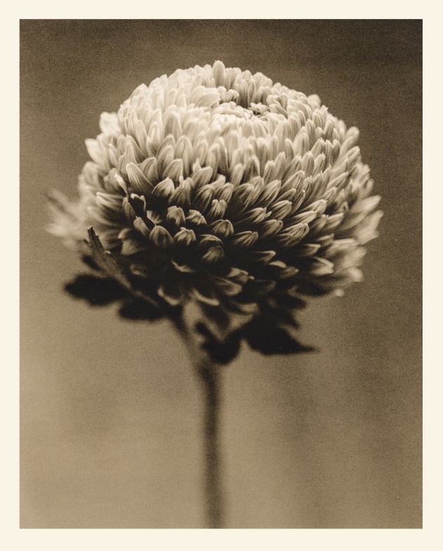 © Christopher Ireland. Chrysanthenum. Lith. 8x10, 1 of 2.