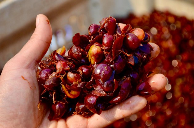 I Am Grounded co-founders Vanessa Murillo and Lachlan Powell are changing the way we look at coffee – as a food. Coffee fruit by-product is being upcycled into new products such as snack bars and superfood bites.