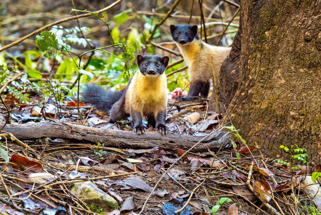 Image: RAPSafaris