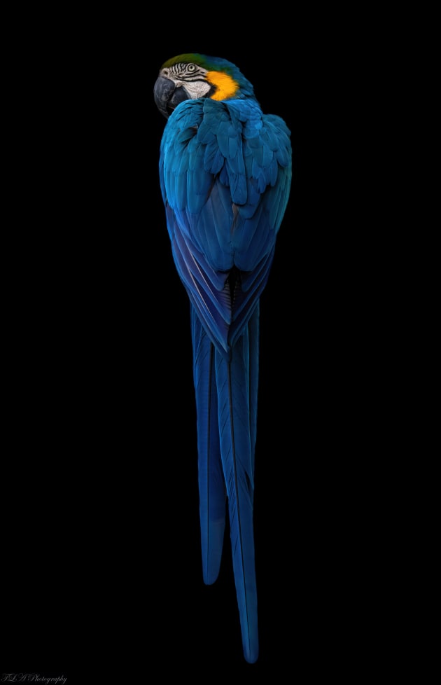 Craig Baldwin, Blue Macaw