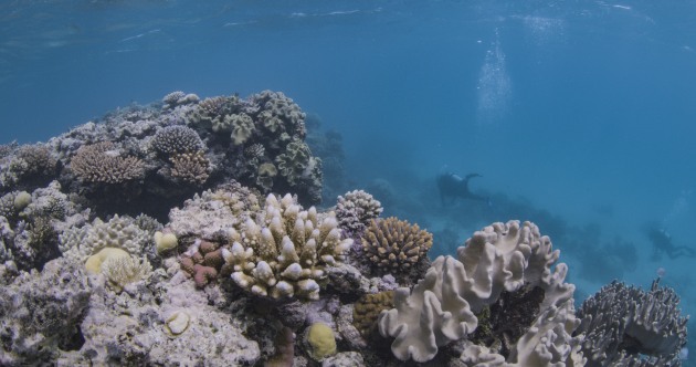 Diageo Australia’s new drinks brand Reeftip Drinks Co. is staking a claim in the growing spiced rum category while meeting corporate responsibility goals in its partnership with the Coral Nurture Program. (Image: Coral Nuture/Christian Miller)