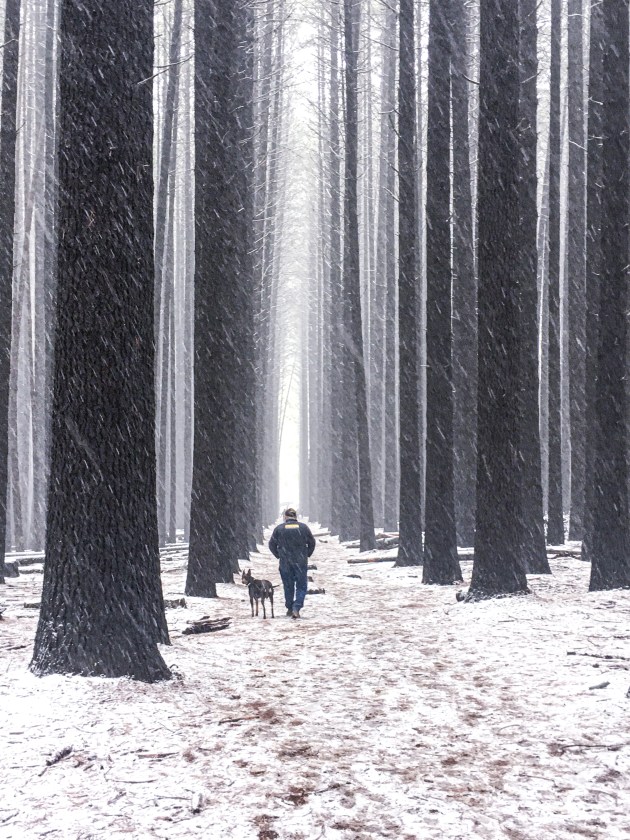 Cynthia Soding, Sugar Pine Walk