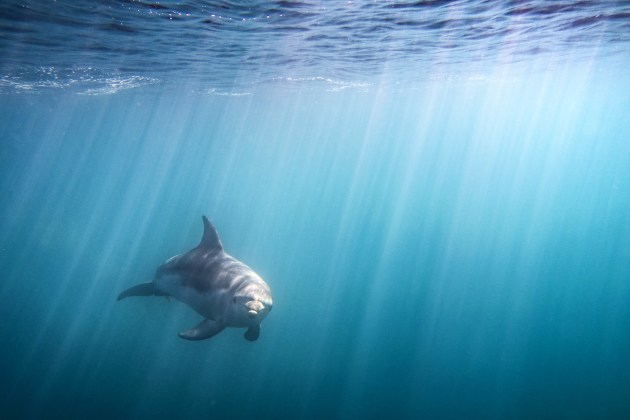 © Danny Lee - Stare Down - People's Choice Winner