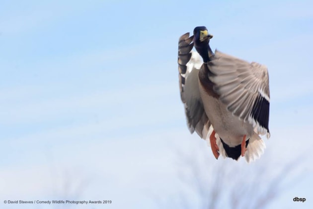 © David Steeves / Comedy Wildlife Photo Awards 2019