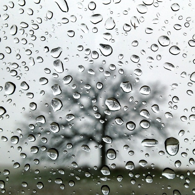 © Mark Hirsch. From the project, That Tree. Day 228, November 6, Physics. “Acting like mini lenses, the image of That Tree is reflected and refracted upside down in the heavy snowflakes melting on the window of my truck.”