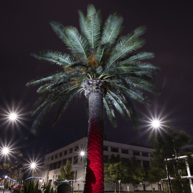 This photo of a palm tree in my local park was made at 11 o’clock at night when all was quiet. Despite the street lights, the tree was in dark shadow and so I was able to make this photograph rather easily. The exposure was 30 seconds at f16 and 200-ISO. I used the self timer to allow time to get into place with a bright red bike light that I painted onto the trunk, then I made a dash about the tree with a bright white LED torch to paint the top of the tree. The wiggly white line about the lower left of the picture shows where I was moving through with the torch!