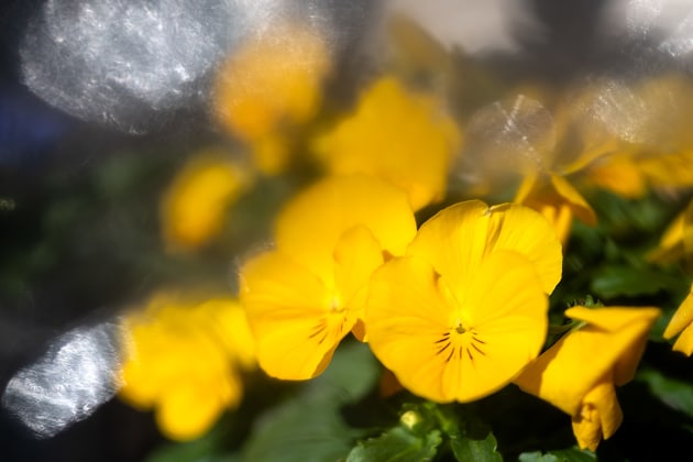 This photograph was made by putting some glad-wrap over the front of my 35mm f1.8 lens; as sunlight caught the edges of the plastic it created highlights in picture that balance rather nicely with the flowers. The exposure was f2.8 at 1/4000th of a second and 100-ISO.